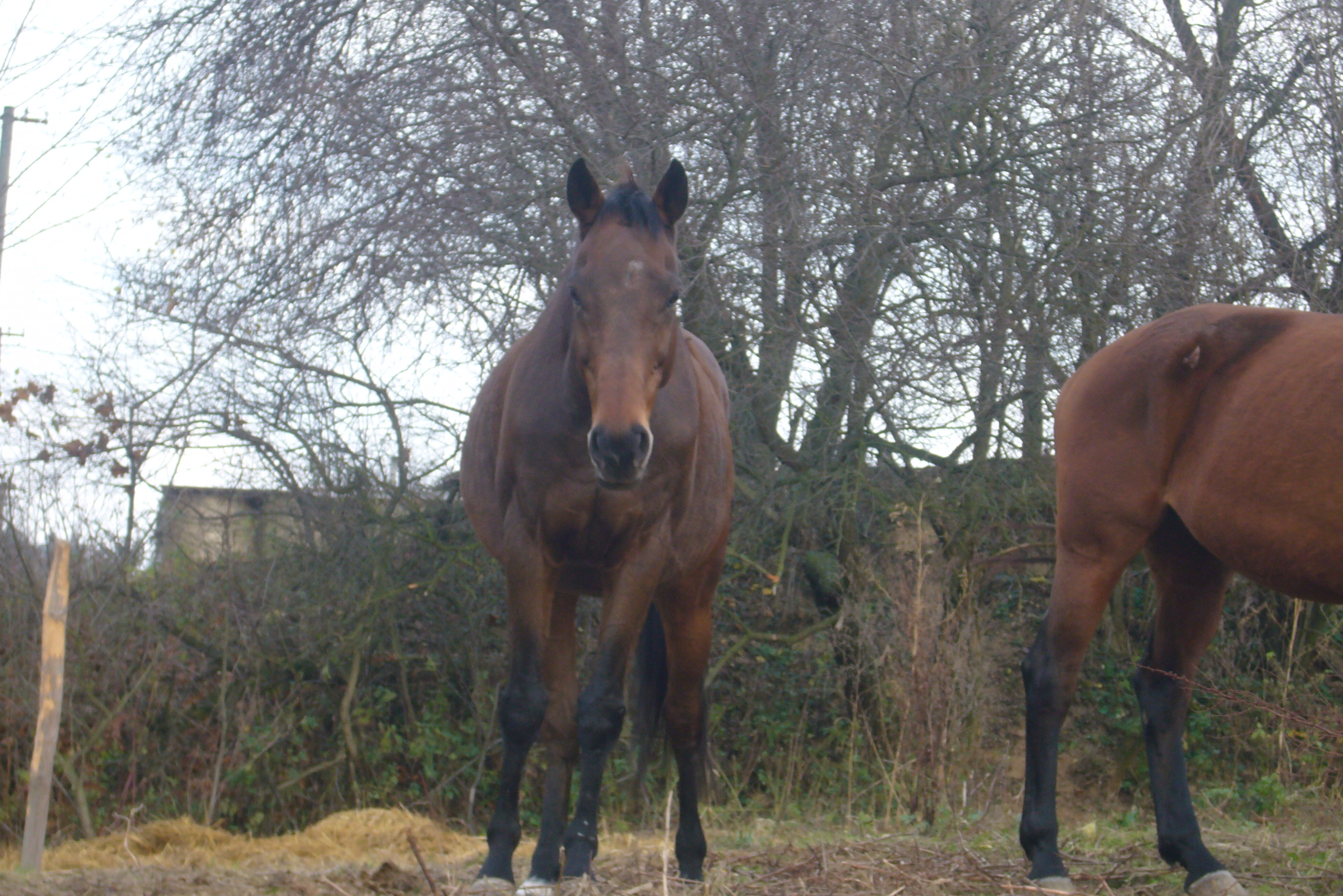 7-Venca ve výběhu (Sasov)